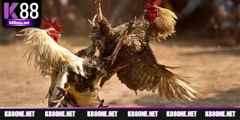 Cách vận dụng chiến thuật trong chăm sóc chiến kê