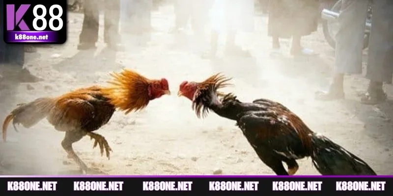 Các chiến thuật thi đấu đá gà đạt hiệu quả cao