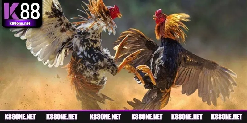 Vai trò quan trọng của chiến thuật đá gà