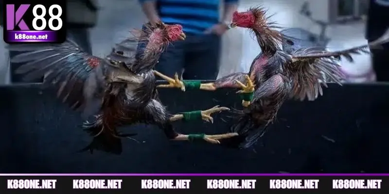 Những kiểu thi đấu đang dẫn dắt xu hướng