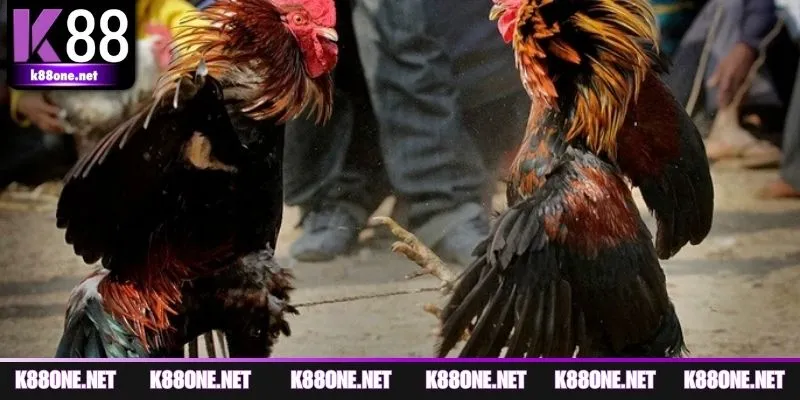 Tổng hợp dữ liệu cần biết về đá gà Campuchia