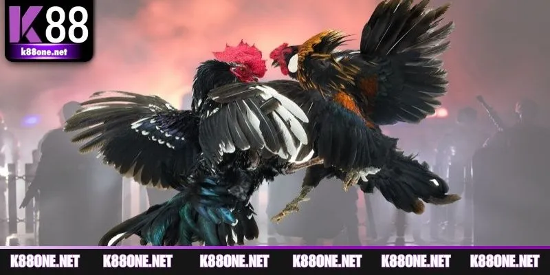 Yếu tố cần chuẩn bị trước mỗi lượt vào kèo