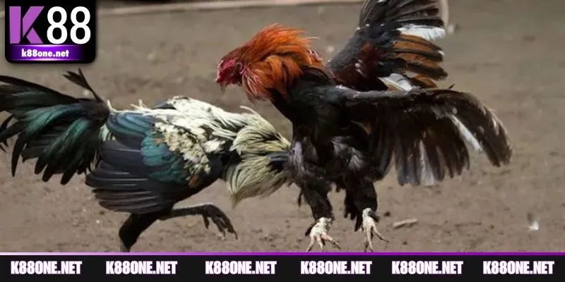 Bí quyết của bet thủ chuyên nghiệp lên kèo thắng