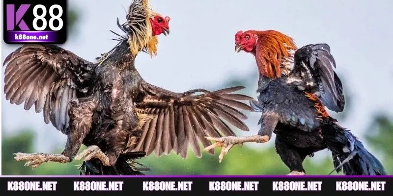 Ưu điểm vượt trội của chọi cựa dao