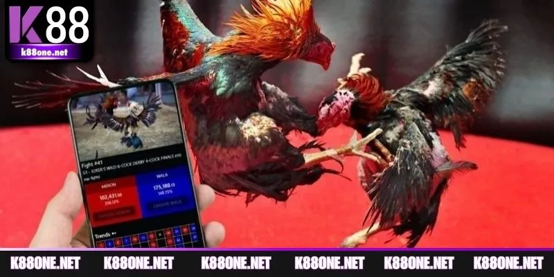 Những điều cần biết về đá gà cựa sắt tại K88
