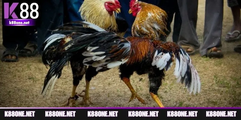 Bí quyết đặt cược chọi gà để tận hưởng trận đấu đầy cảm xúc
