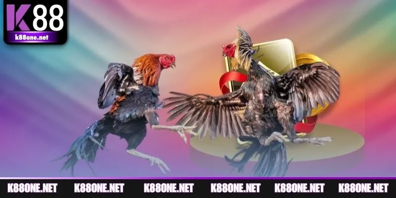 Cẩm nang luật chơi đá gà cơ bản cho người mới