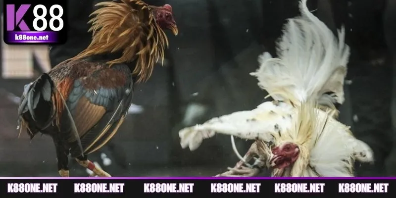 Các thể loại đá gà hot nhất tại trường gà Thomo