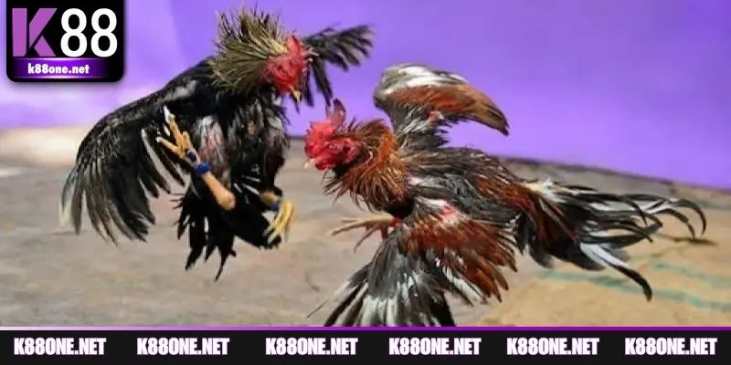 Giới thiệu chung về đá gà Thomo cho người chơi tại K88