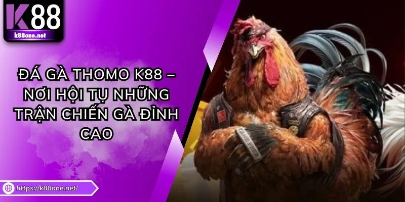 Đá Gà Thomo K88 – Nơi Hội Tụ Những Trận Chiến Gà Đỉnh Cao