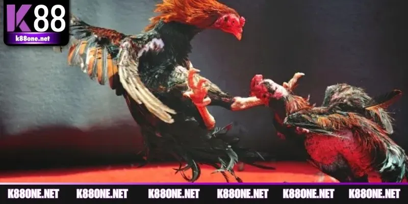 Tổng hợp thể thức thi đấu cần biết ở C4