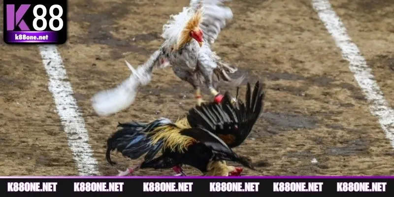 Thông tin cơ bản người chơi cần biết về đá gà trực tiếp C4