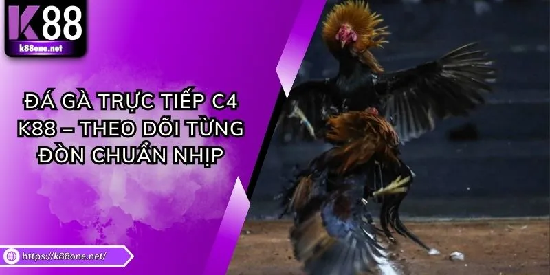 Đá Gà Trực Tiếp C4 K88 – Theo Dõi Từng Đòn Chuẩn Nhịp