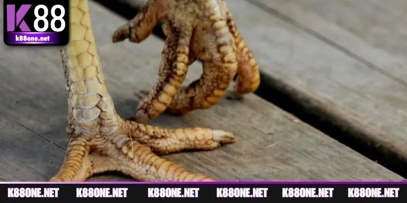 Vảy ngũ quỷ gắn liền khả năng tấn công dồn dập