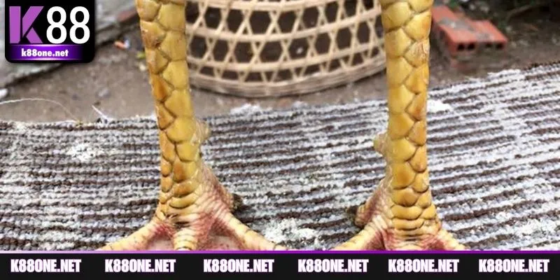 Phân tích vảy ngũ quỷ qua đòn lối và bản năng chiến đấu